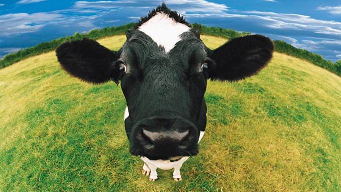 http://resources3.news.com.au/images/2012/03/27/1226311/607271-cow.jpg