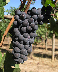 http://upload.wikimedia.org/wikipedia/commons/3/31/Chehalem_pinot_noir_grapes.jpg