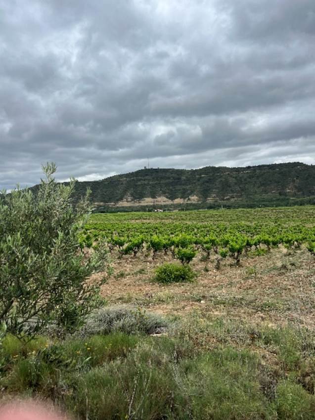 A field with trees and bushes  Description automatically generated