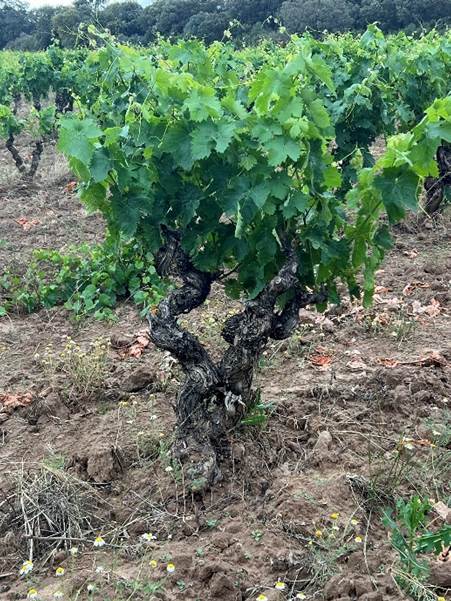 A tree with green leaves  Description automatically generated