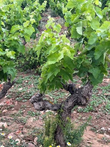 A tree with green leaves  Description automatically generated