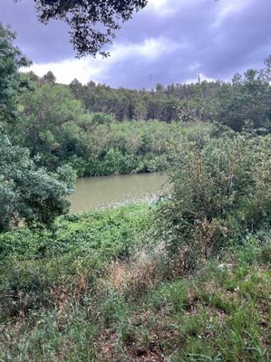 A river in a forest  Description automatically generated