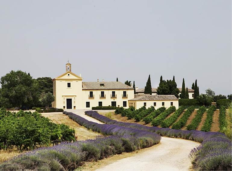 A house with a lavender field  Description automatically generated with medium confidence