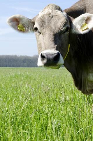 A cow with a yellow tag in its ear  Description automatically generated with low confidence